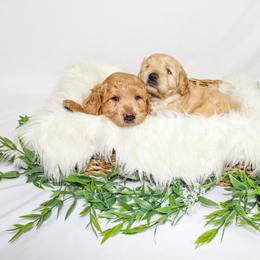 Australian Mountain Doodle, Bernedoodle, and Goldendoodle Puppies from Wynterwood Doodles