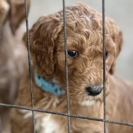 Light Blue Collar - Lisbon (Portugal) - Red  female Goldendoodle puppy in West Sacramento, California from Pomegranate Doodles