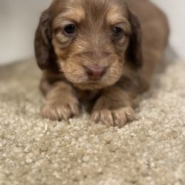 Dachshund and Pembroke Welsh Corgi Puppies from Three K Miniature Dachshunds