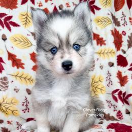 Newark - Silver and white male Pomsky puppy in Sheffield, Iowa from Clover Ridge Pomskies