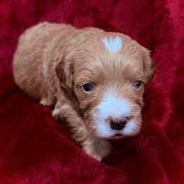 Casanova - Red  male Goldendoodle puppy in Bradenton, Florida from Christianna’s Mini Goldendoodles