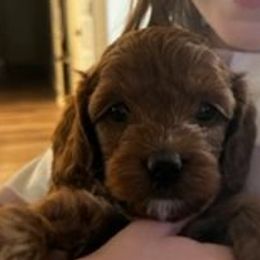 Girl 5 - Red and white Cockapoo puppy in Sun City, Arizona from Rachel's Sunny Side Cockapoos