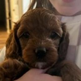Girl 5 - Red and white Cockapoo puppy in Sun City, Arizona from Rachel's Sunny Side Cockapoos