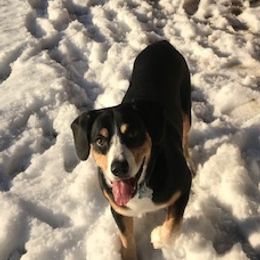 Entlebucher Mountain Dogs from Darcy’s Pride
