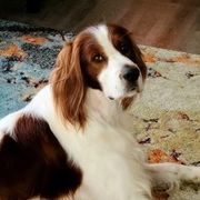 Irish Red and White Setters from Ridgepoint