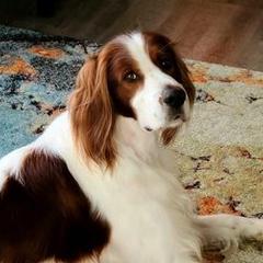 Irish Red and White Setters from Ridgepoint