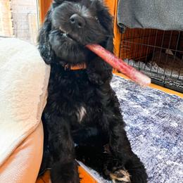 Goldendoodle Puppies from Lundee Doodles