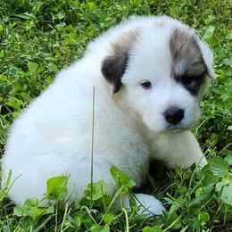 OFA Health Tested GREEN - White and badger male Great Pyrenees puppy in Lynchburg, Tennessee from Flashlight Farmers AKC Great Pyrenees