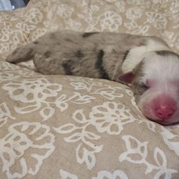 Molly - Slate merle female Border Collie puppy in Fresno, California from Alpine Tails