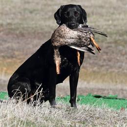 Candy - Labrador Retriever