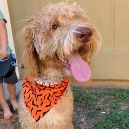 Labradoodles from Danielle’s Doods