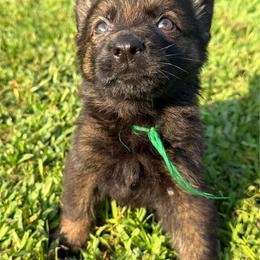 Green boy - Sable male German Shepherd puppy in Clarkrange, Tennessee from Vom Wolff