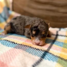 Harper - Blue merle female Bernedoodle puppy in Warrensburg, Missouri from Dreamer Ridge Puppies