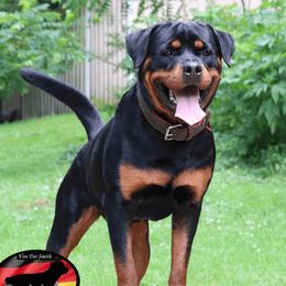 Vera - Rottweiler