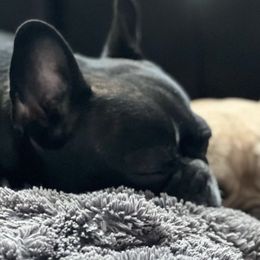 French Bulldogs from D’s Frenchies