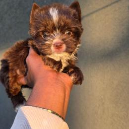 Kona - Liver male Yorkshire Terrier puppy in Jacksonville, Florida from Ja'Dor Yorkies