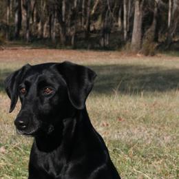 Angel - Labrador Retriever