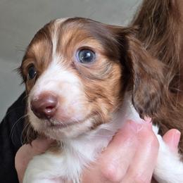 Daisy's chocolate based red piebald girl longhair - Piebald female Dachshund puppy in Declo, Idaho from Dozendachs
