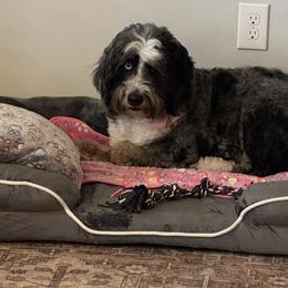Bernedoodles from G Ridge Kennels