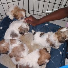 Shorkie and Yorkipoo Puppies from Tina-Marie's Pups