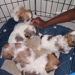 Shorkie and Yorkipoo Puppies from Tina-Marie's Pups