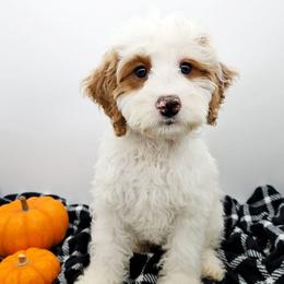 Chilli - Red female Bernedoodle puppy in Granton, Wisconsin from Rose River Farms