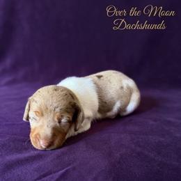 Bonnie - Dapple female Dachshund puppy in Corona, Ca Hemet, Ca, California from Over The Moon Dachshunds and Doodles