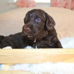 Lilac collar - Chocolate female Labradoodle puppy in Grants Pass, Oregon from Oregon Valley Pups