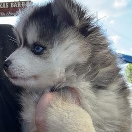 Remi - Pomsky
