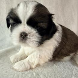 Raquel Welch - Gold and white female Shih Tzu puppy in Winston Salem, North Carolina from Little Miracles Shih Tzu