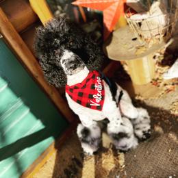Val - Poodle