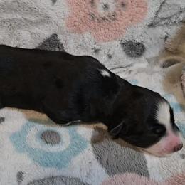 Australian Shepherd Puppies from Nicole Brinton