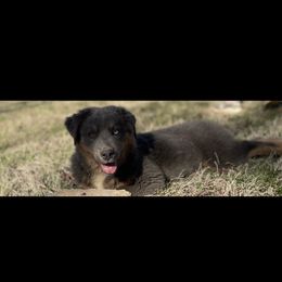 Australian Shepherd puppies from Bell’s Down ‘n Dirty Australian Shepherds
