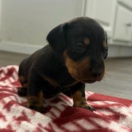 Buzz - Black and tan male Dachshund puppy in Live Oak, Florida from Johnson’s Weiner Farm