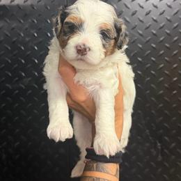 Denali - Merle female Bernedoodle puppy in Horseshoe Bend, Idaho from Over the Moon Poodles and Doodles