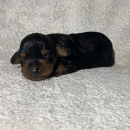 Buttons - Black and tan male Dachshund puppy in Mocksville, North Carolina from The Dachs of Hazzard Dachshunds