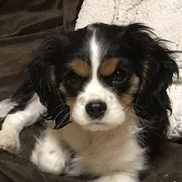 Maybelle - Cavalier King Charles Spaniel