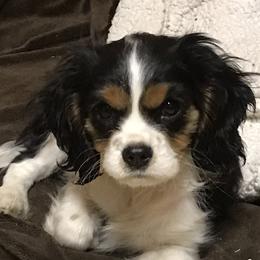 Maybelle - Cavalier King Charles Spaniel