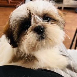 Shih Tzu Puppies from Tammy’s Shih-Tzu Love Jones