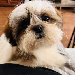 Shih Tzu Puppies from Tammy’s Shih-Tzu Love Jones