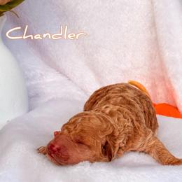 Chandler - Apricot male Goldendoodle puppy in Urbana, Illinois from ZaraDoodles