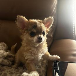 Monkey - Merle male Chihuahua puppy in Burleson, Texas from Luxe Paradise House of Chi
