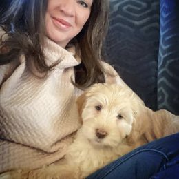 Australian Labradoodle Puppies from Berrybrook Doodles
