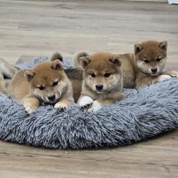 Shiba Inu Puppies from Diwasou