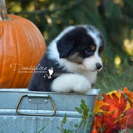 Australian Shepherd Puppies from Davishire Australian Shepherd