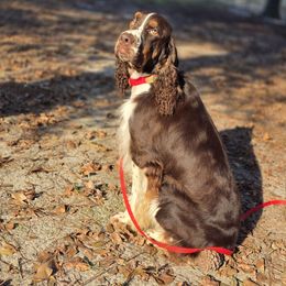 Gatlin - English Springer Spaniel