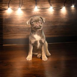 Jasper, formerly Joey - Silver male Pug puppy in Onalaska, Washington from Cupid’s Pugs
