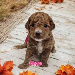 Ginger - Red  female Poodle puppy in Salem, Missouri from Meadowbrook Poodles