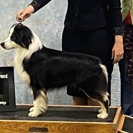 Vegas - Miniature American Shepherd