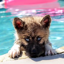 Pomeranian and Pomsky All Grown Up from Alpha Poms & Pomskies